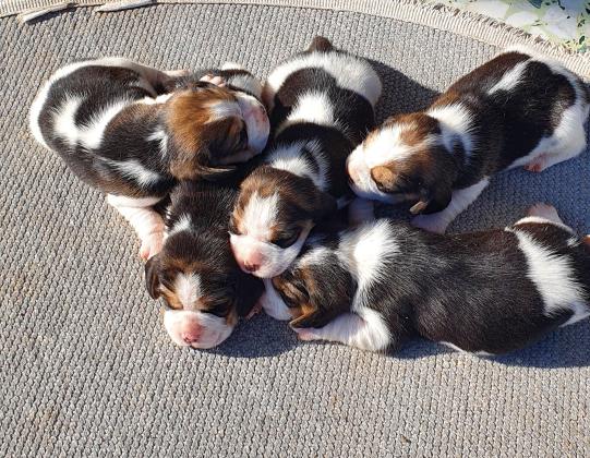 גורי ביגל גזעיים מובחרים ויפיפיים