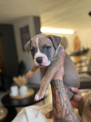 גורי אמריקן בולי פוקט עם