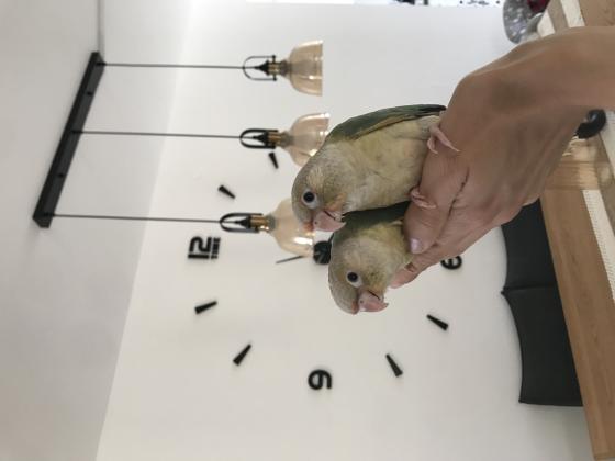 גרינציקים האכלת יד ברמה גבוהה