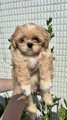 שיצו גזעיים בני חודשיים לאחר