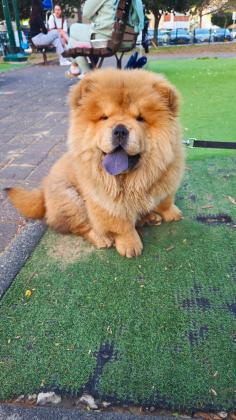 חברמנית עם כלבים וילדים כלבה