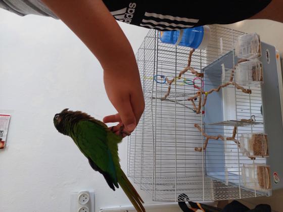 תוכי גרינצ'יק ירוק האכלת יד