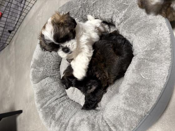 שיפו אמא שיצו אבא פודל