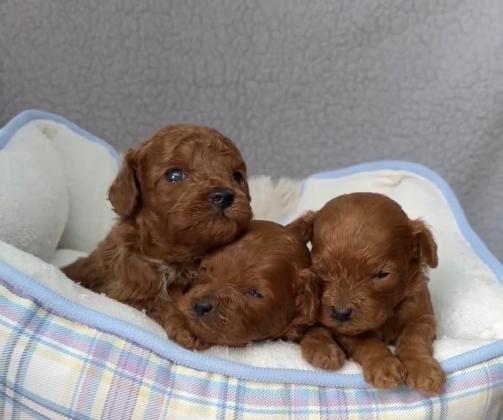 המלטה יפיפיה של פודל טוי