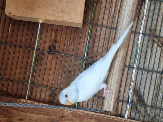 3 זכרים , נקבה אחת