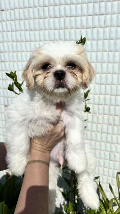 שיצו גזעיים בני חודשיים לאחר