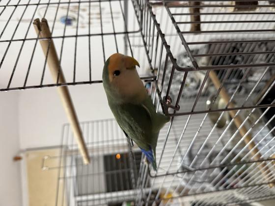 למכירה תוכי אהבה כולל כלוב