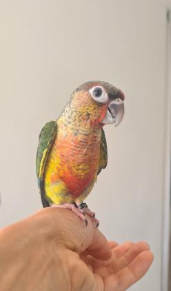 גרינציקים האכלת יד ברמה גבוהה