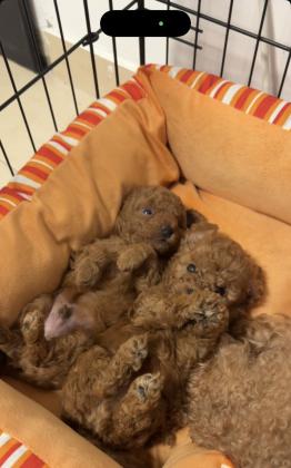 גוריי פודל טוי אדומים מושלמים