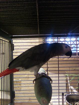 תוכי גאקו חמוד, עדין, חברותי,