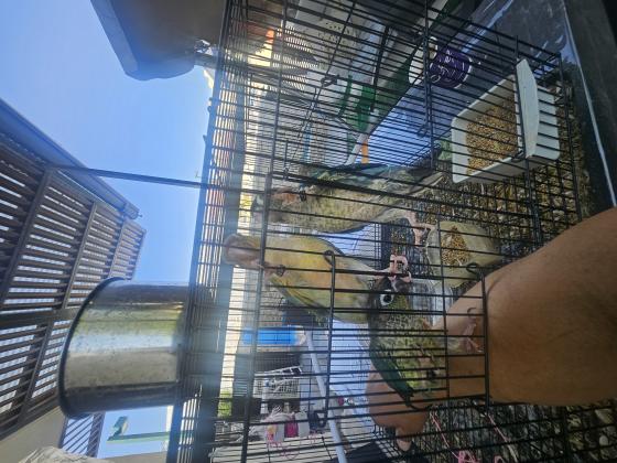 גרינציקים האכלת יד