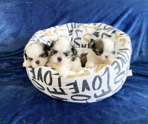 גורי שיצו מעלפים המלטה ביתית