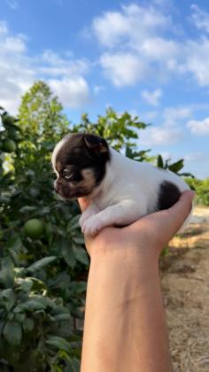 גורי צ׳יוואווה ננסי מושלמים!! ,