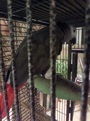 תוכי גאקו חמוד, עדין, חברותי,