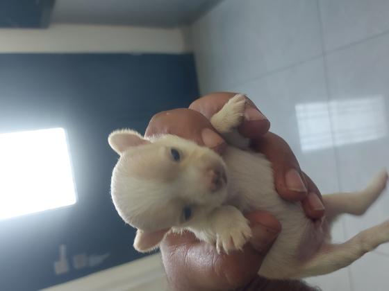 נדיר צבעים מעלפים