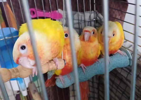 בס״ד תוכים גרין צ’יק וסאנצ’יק