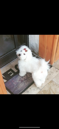 מלטז למכירה