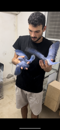 גרין ציק האכלת יד גרינציקים כל הגנטיקות דררות האכלת יד בצבעים מטריפים 