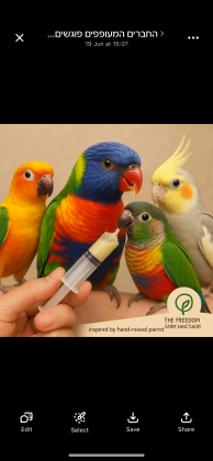 גרין ציק האכלת יד גרינציקים כל הגנטיקות דררות האכלת יד בצבעים מטריפים 