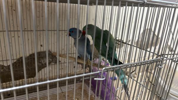 גרין ציק האכלת יד גרינציקים כל הגנטיקות דררות האכלת יד בצבעים מטריפים 