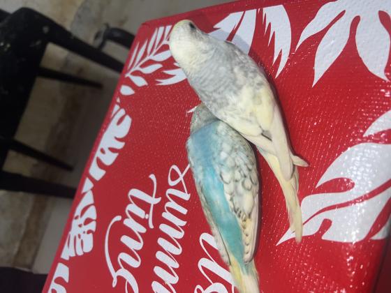 גרין ציק האכלת יד גרינציקים כל הגנטיקות דררות האכלת יד בצבעים מטריפים 