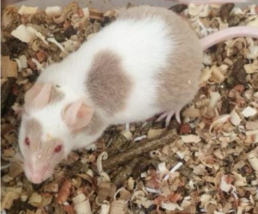 עכברים חי וקפוא מחירים הכי זולים בארץ 