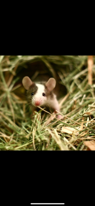 עכברים חי וקפוא מחירים הכי זולים בארץ 