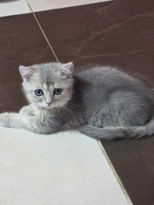 גורים סקוטי בגיל 3 חודש