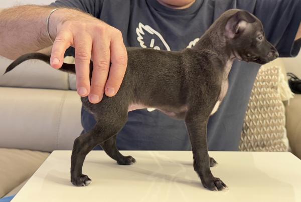 גורה גזעית של גרייהאונד איטלקי,