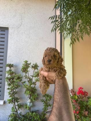 היי גורי פודל טוי מושלמים