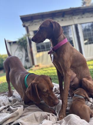 נולדו גורי ויסלה מהממים! מחפשים