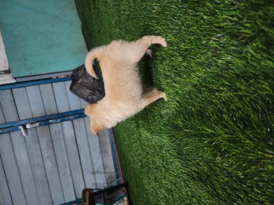 ציוואווה ארוכת שיער בת 3