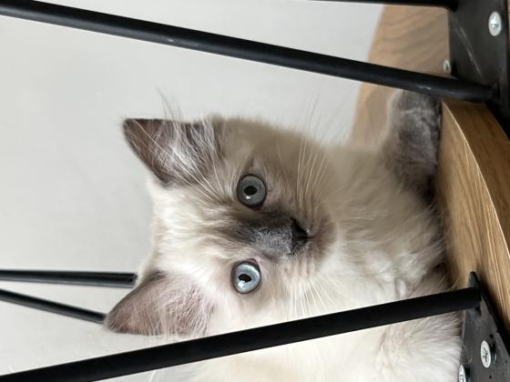 נשאר 1 נקבה ו2 זכרים נולדו 18