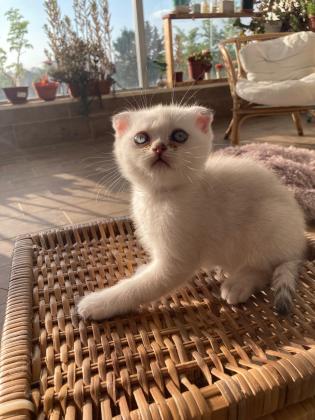 3 גורי סקוטים מהממים