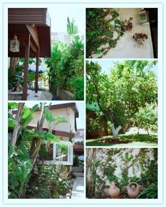 השיקמה 2, נווה דוד