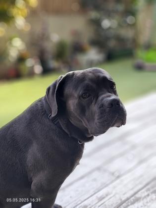 כלב מרשים ויפה עם תעודות