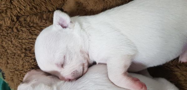 גור ציוואווה ננסי לבן כבן