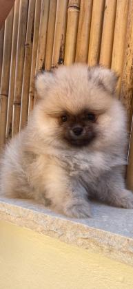 � למכירה – שני זכרים