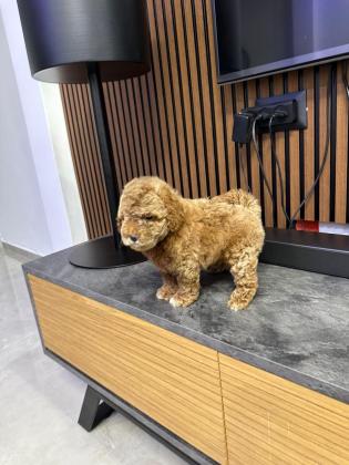 גורים פודל יפייפים גיל חודשיים