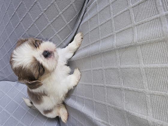 שיצו מתוקים היפואלרגניים ולא מנשירים,