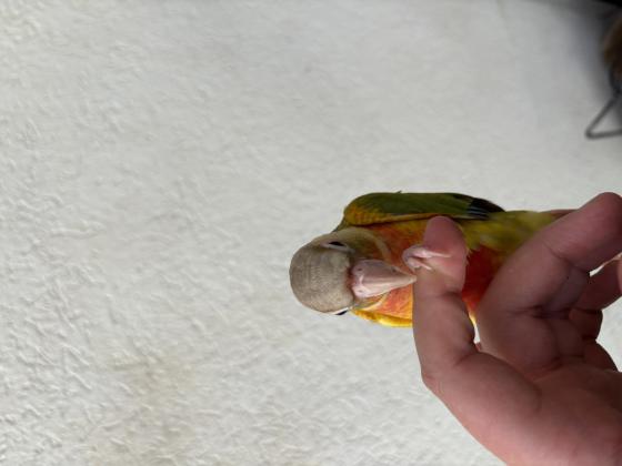 קוניור גרין ציק האכלת יד