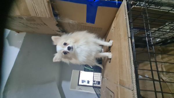 כלבת פומרניאן מהממת בצבעים יפים