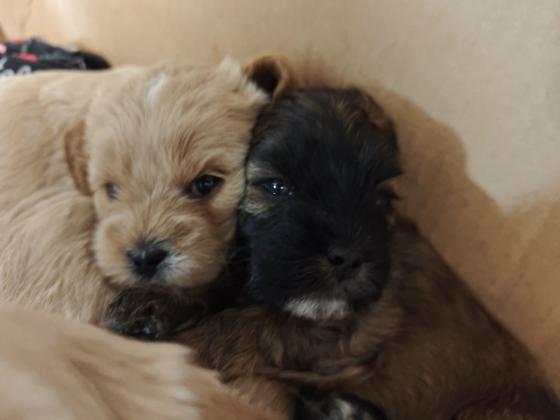 גורי שיצו ופודל בני חודש