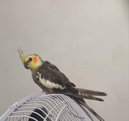 תוכי קוקטייל האכלת יד לא נושך