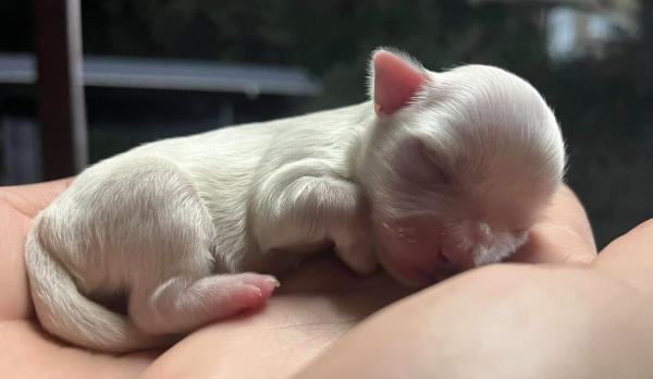 נלה המתוקה שלנו מחפשת בית חם ואוהב