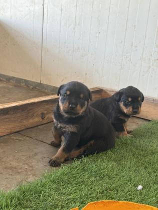 גורות רוטווילר למכירה לירצינים