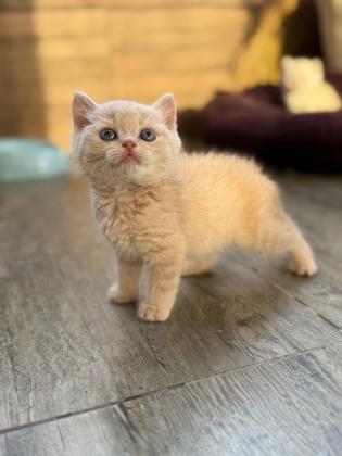 עיניים כחולות, פרווה רכה ואופי