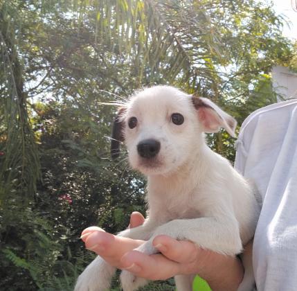 ג'ק ראסל טרייר, בני חודשיים,