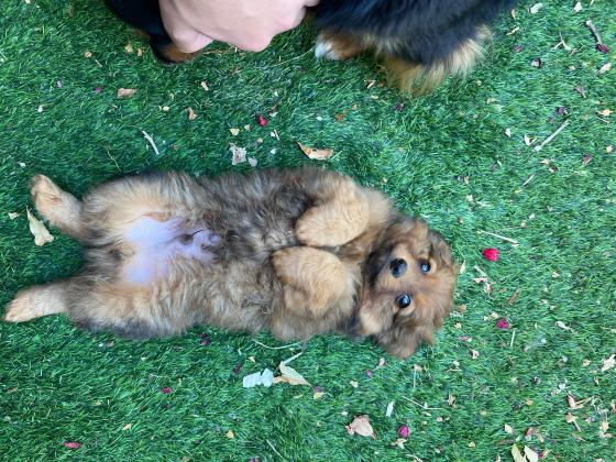 שתי גורים מעורבים חצי פומרניין