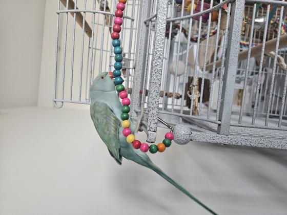 למכירה תוקי מסוג דררה בן